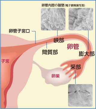 Ⅰ．卵管の構造（図）