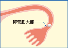 2．卵子・精子の受精（図）