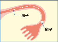 3．精子の輸送（図）