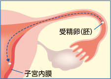5．胚の輸送（図）