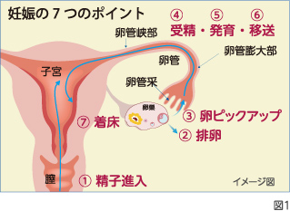 妊娠の7つのポイント